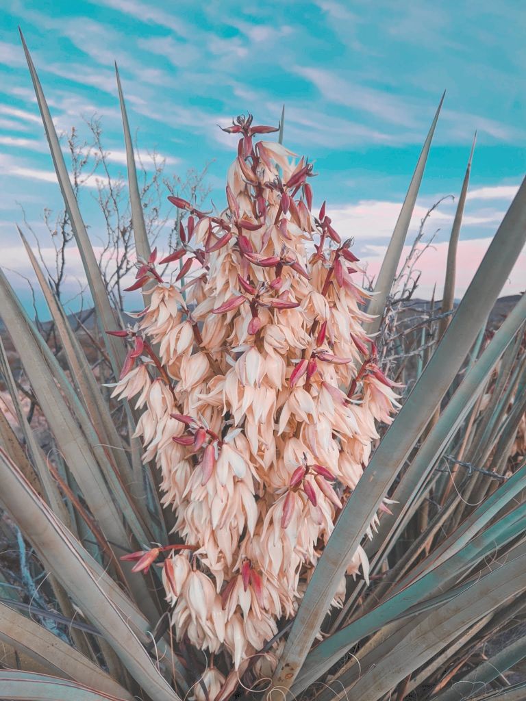 blooming yucca